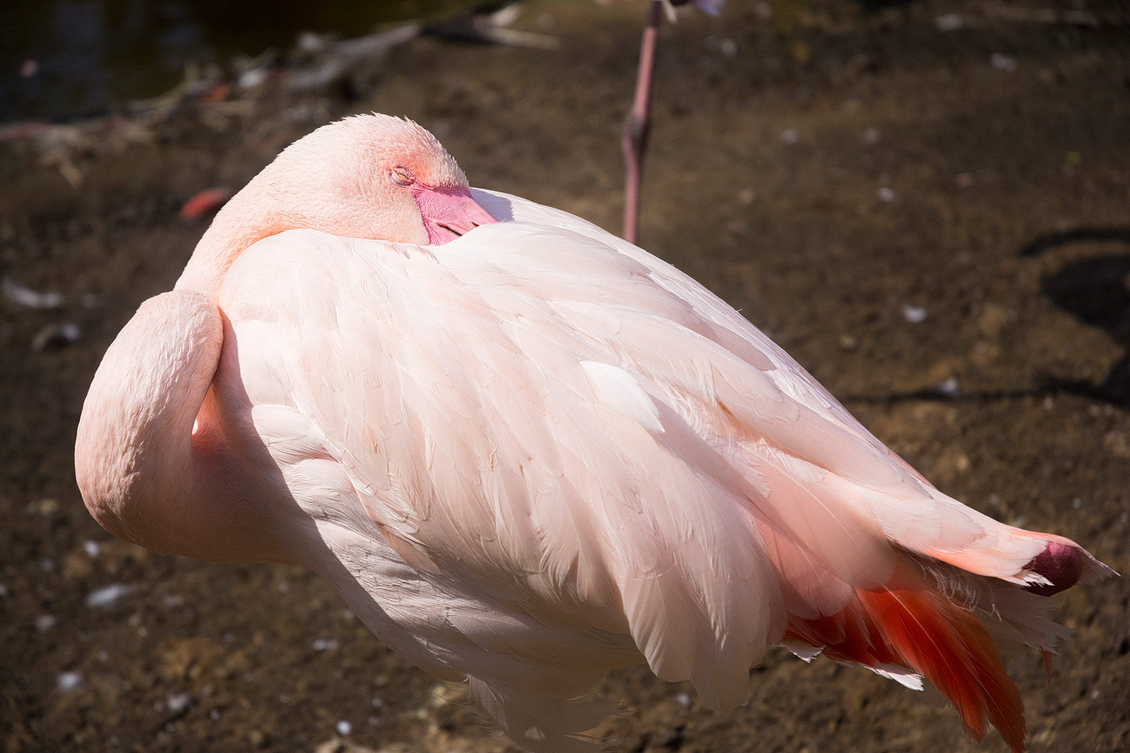 Flamingo im Tierpark Chemnitz (Sleeping Beauty)