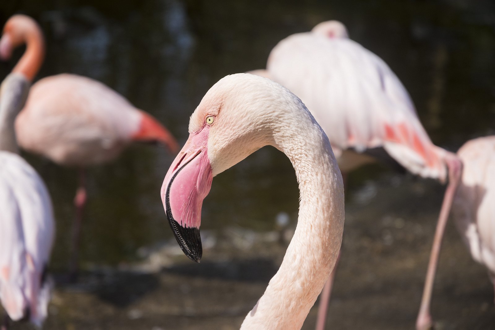 Flamingo im Tierpark Chemnitz