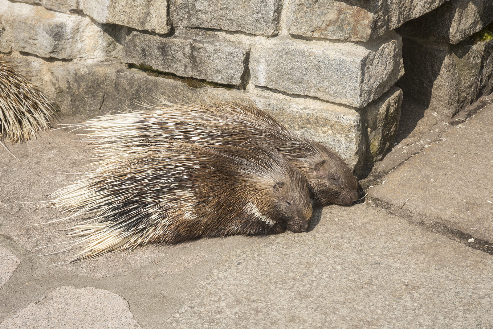 Stachelschweine schlafen in der Sonne
