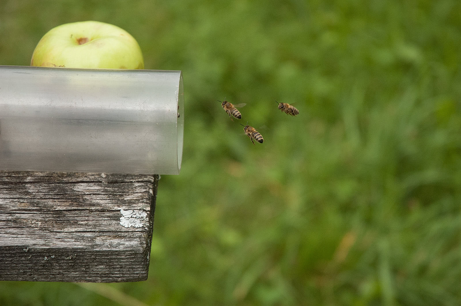 Anflugschneise der Bienenarbeiterinnen