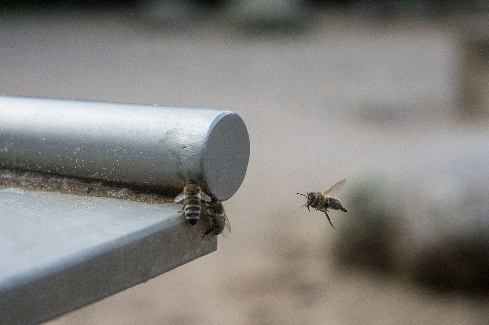 Bienen im Anflug zum Durststillen