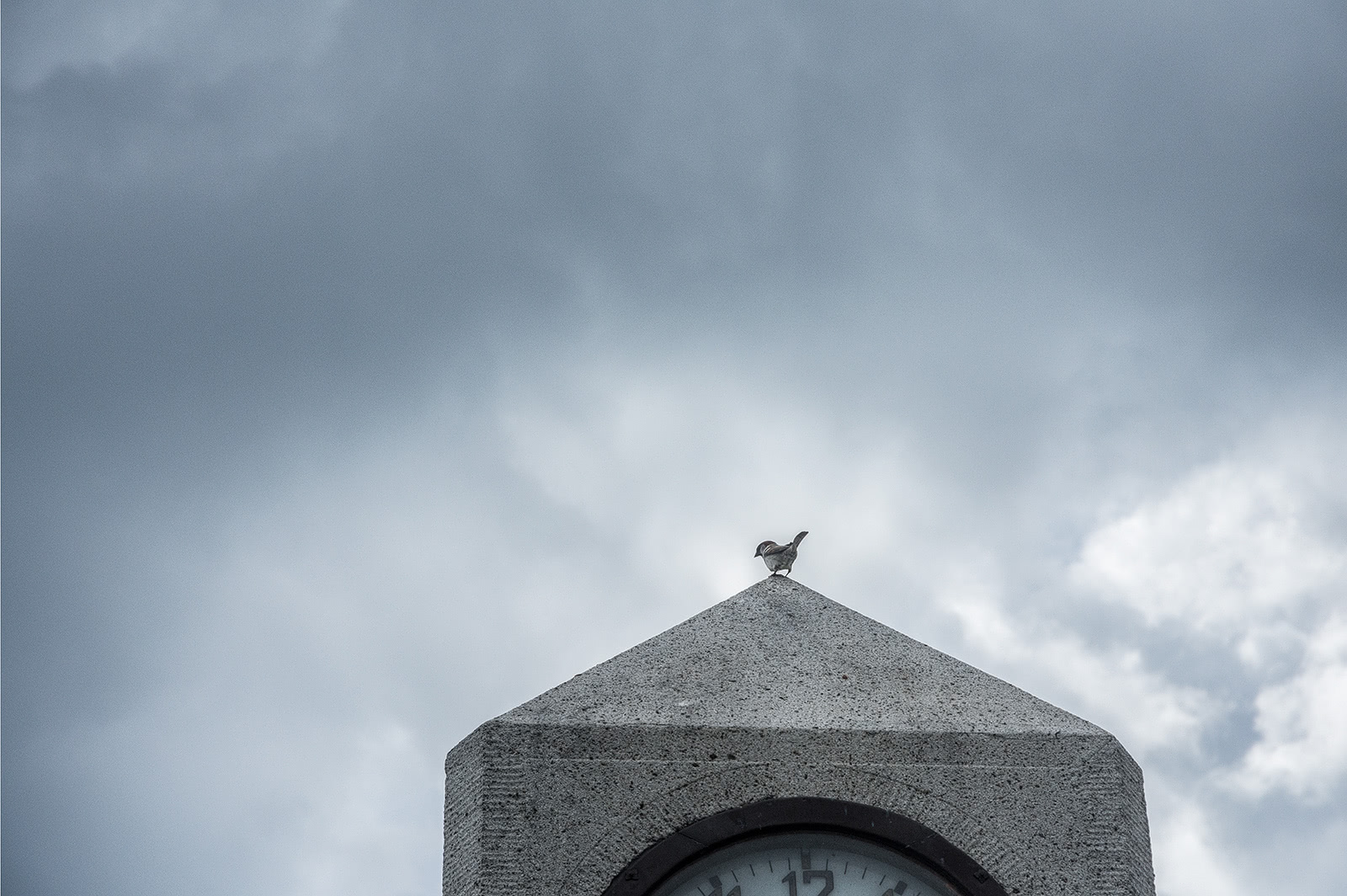 Ein Sperling auf der Turmuhr