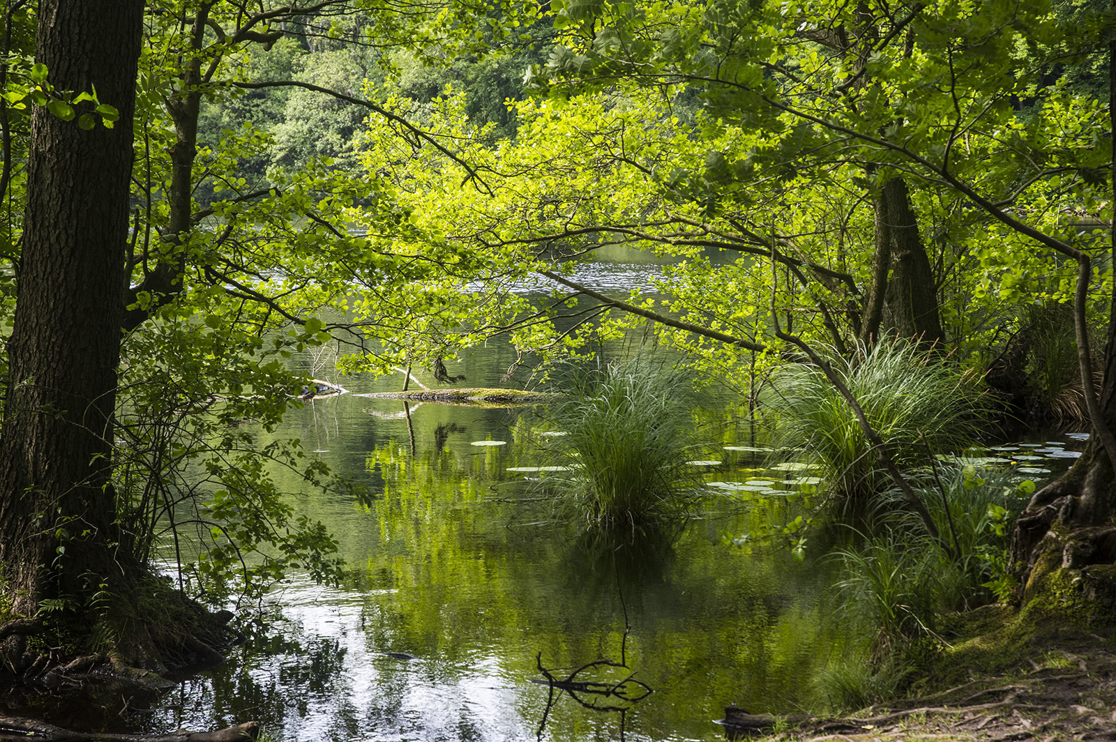 Urwaldiger Uferbewuchs am Herthasee (Nationalpark Jasmund)