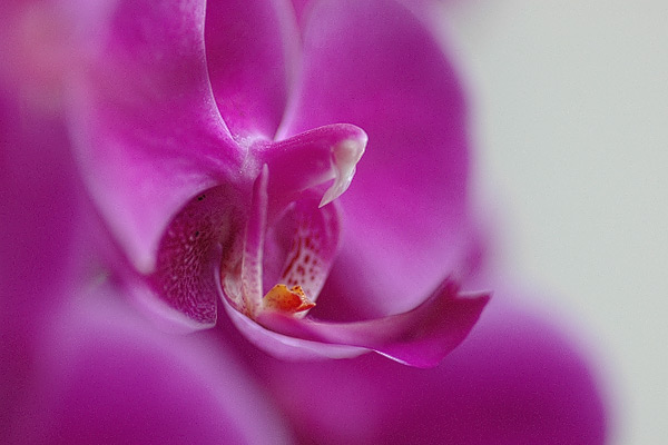 Orchidee