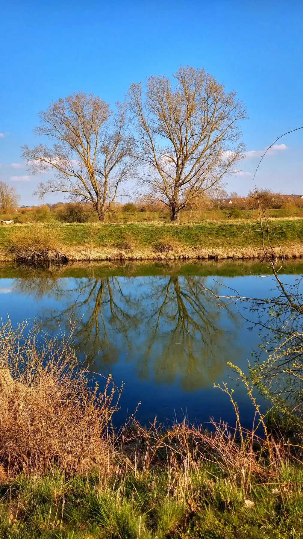 Spiegelnder Teich mit Bäumen