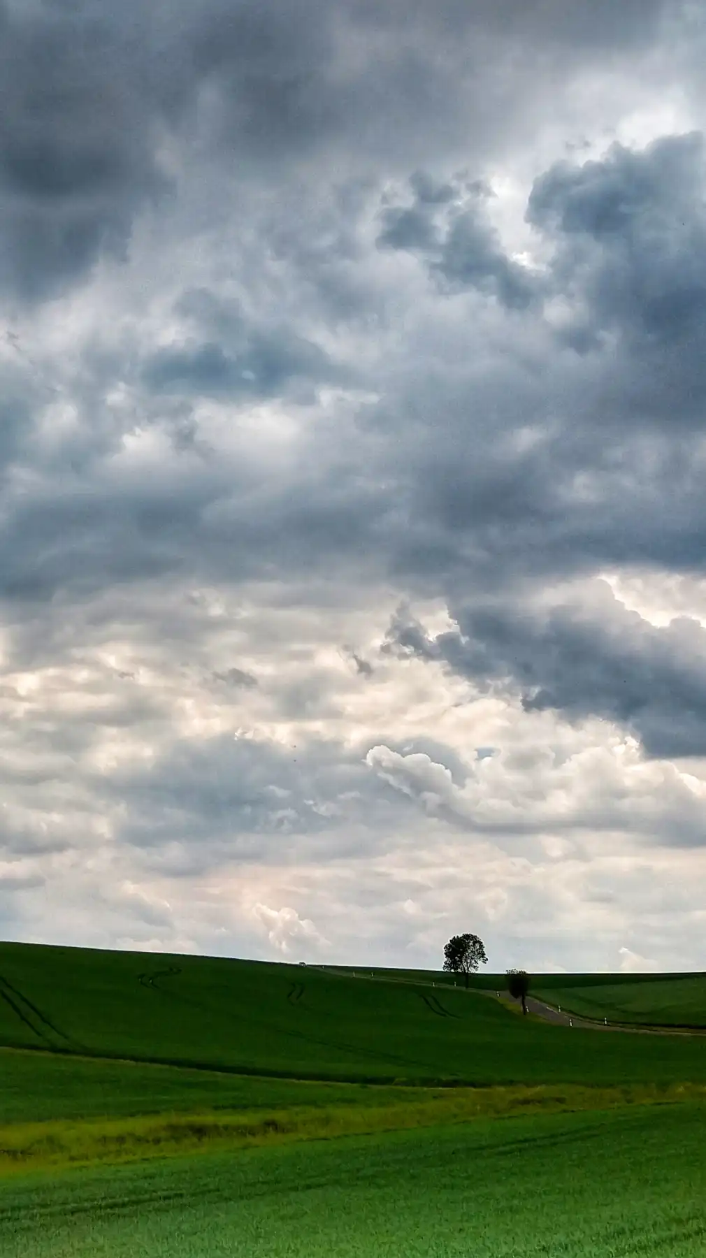 Wolken, Feld, einsamer Baum