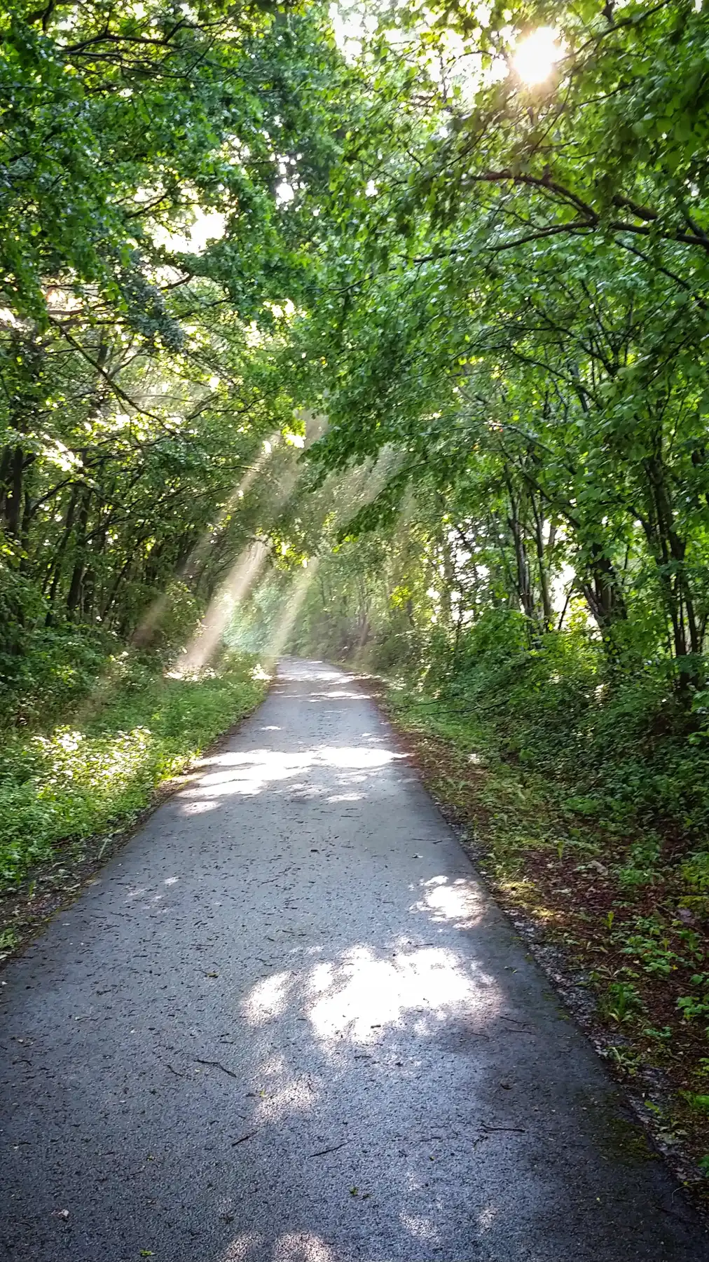 Sonnendurchfluteter Waldweg