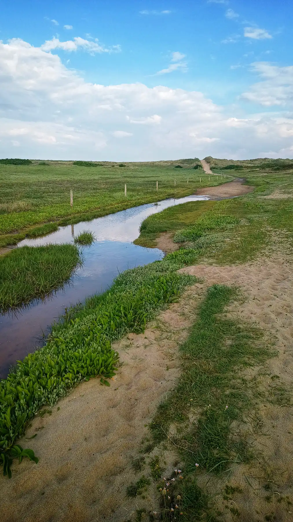 Sylt Dünen Landschaft