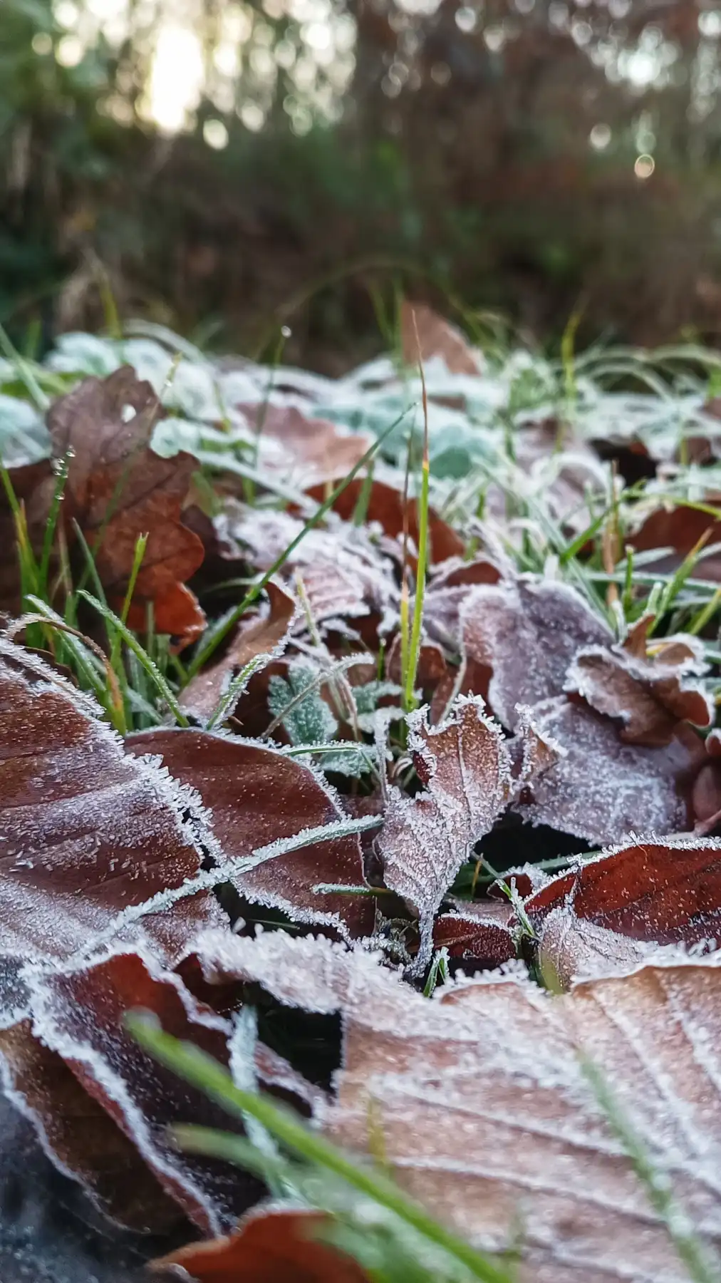 Frostbedeckte Blätter und Gras im Wald