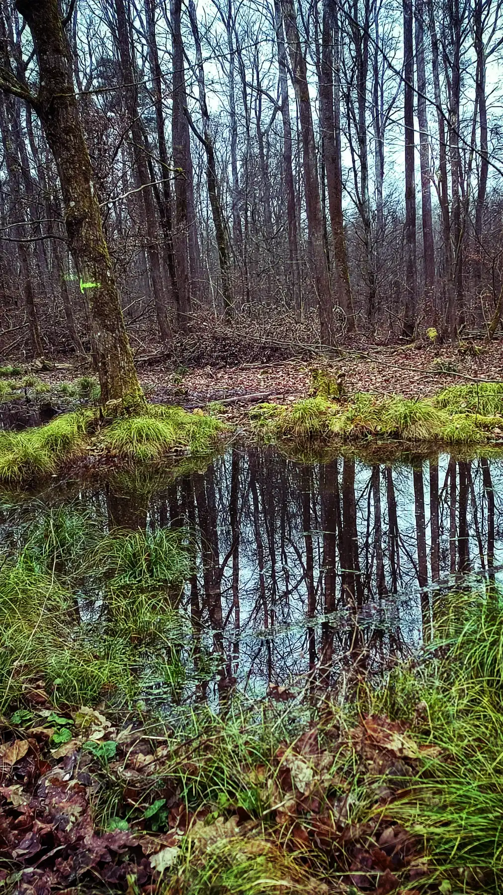 Waldszene mit einem kleinen Teich, umgeben von Moos und Bäumen, die sich im Wasser spiegeln.