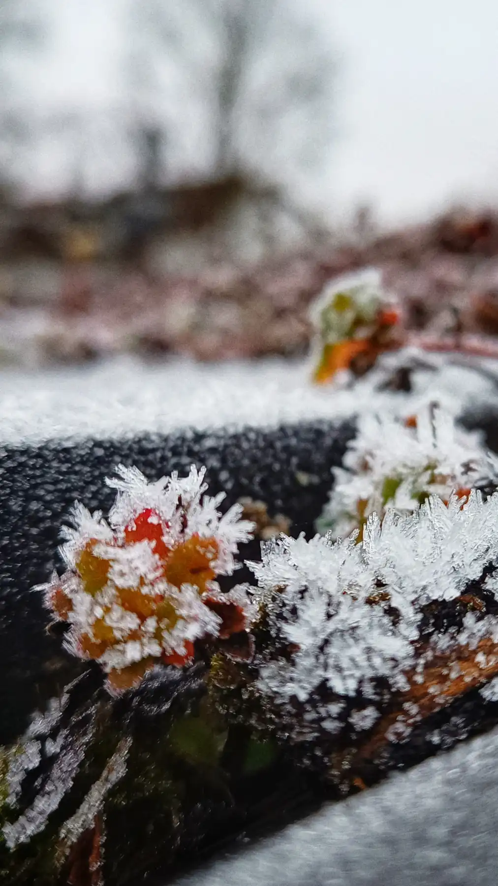 Eisblumen auf Blättern