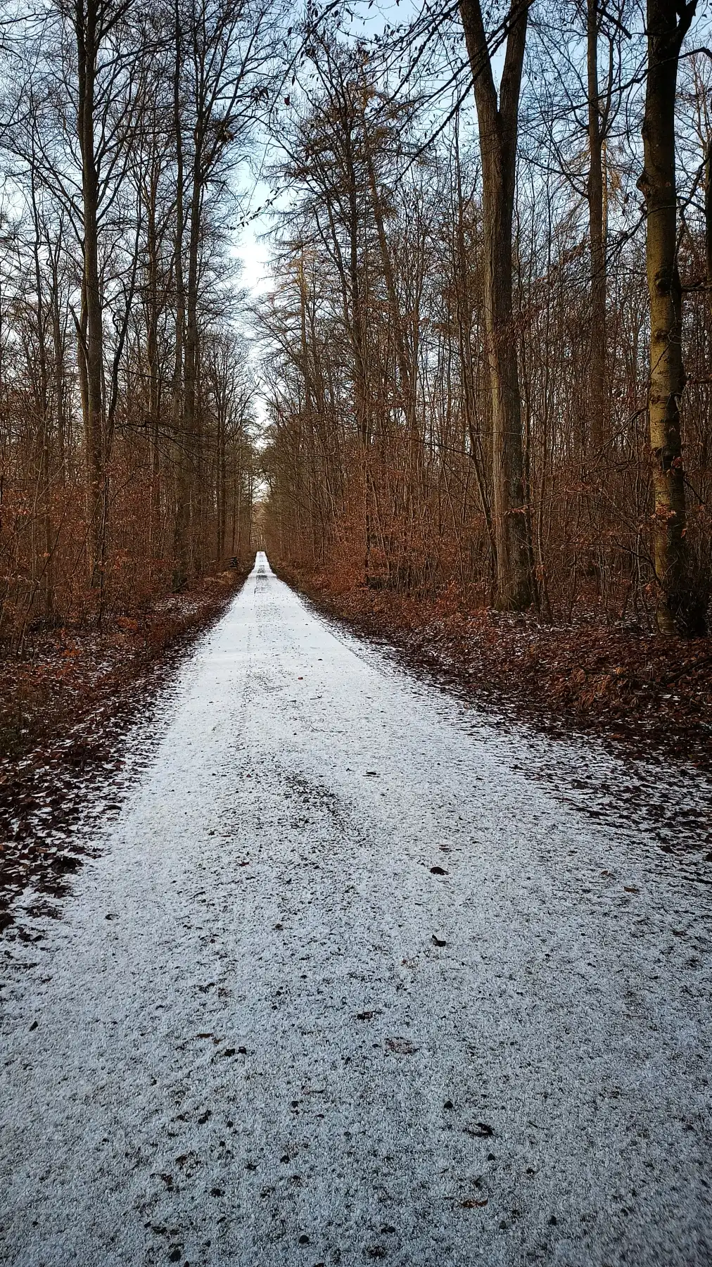 Winterlicher Waldweg mit Schnee