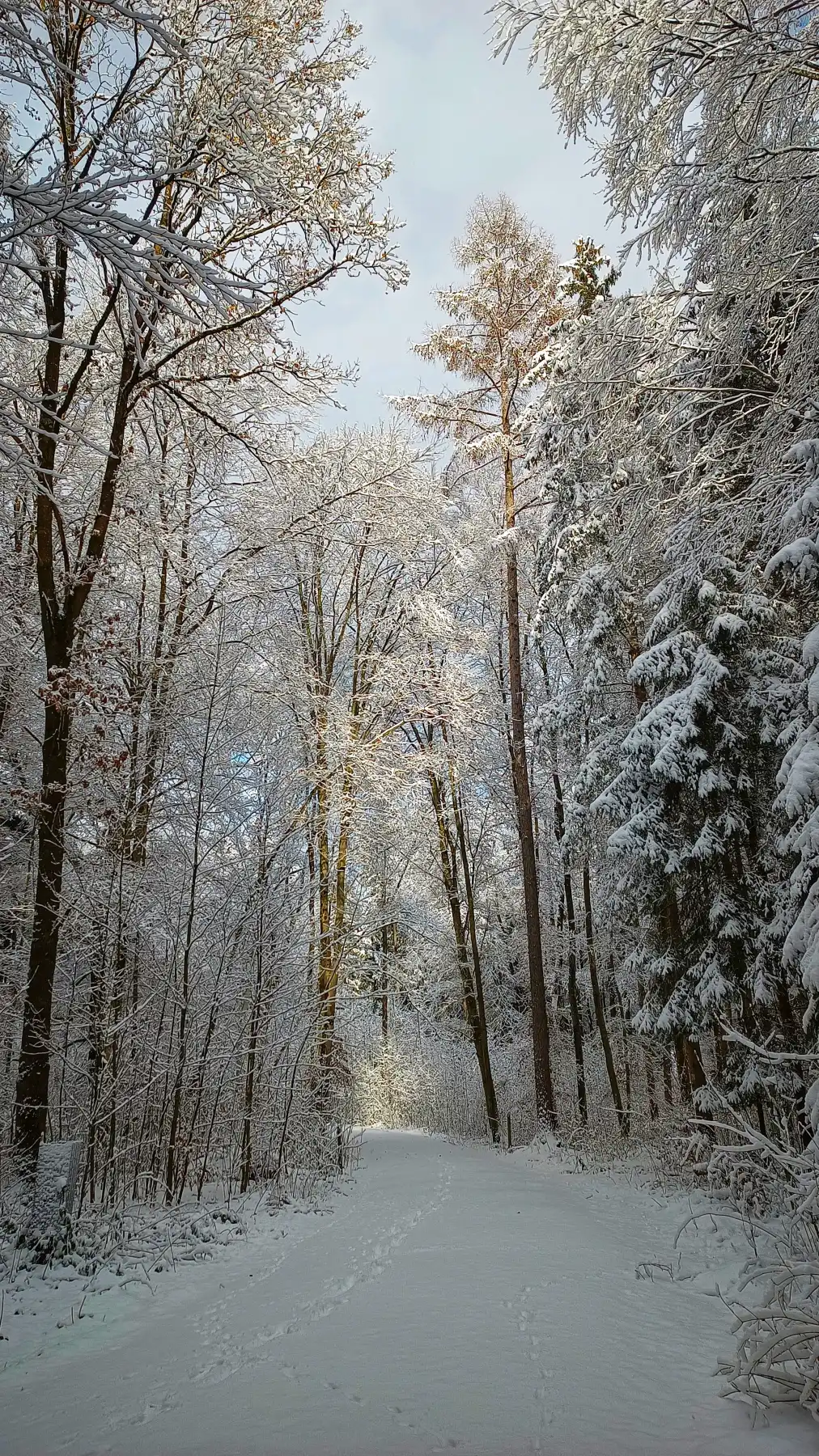 Winterwald mit Schnee