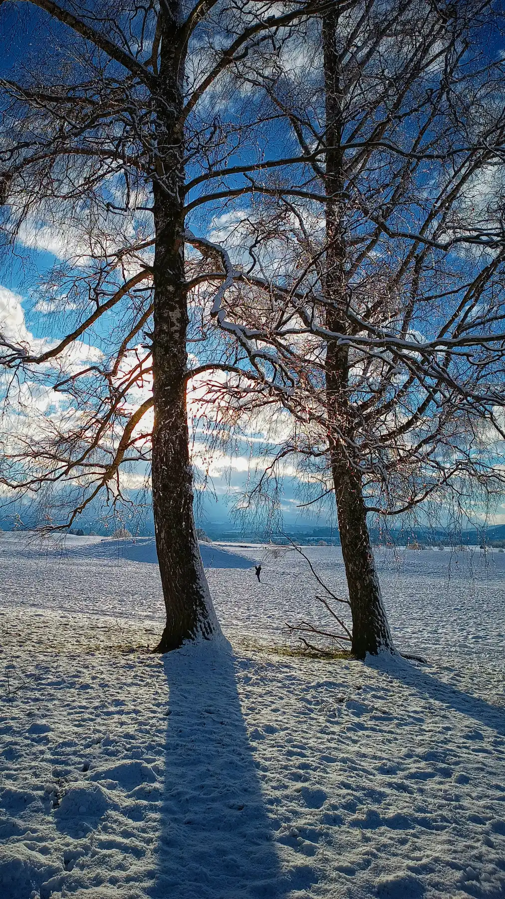 Bäume im Winter