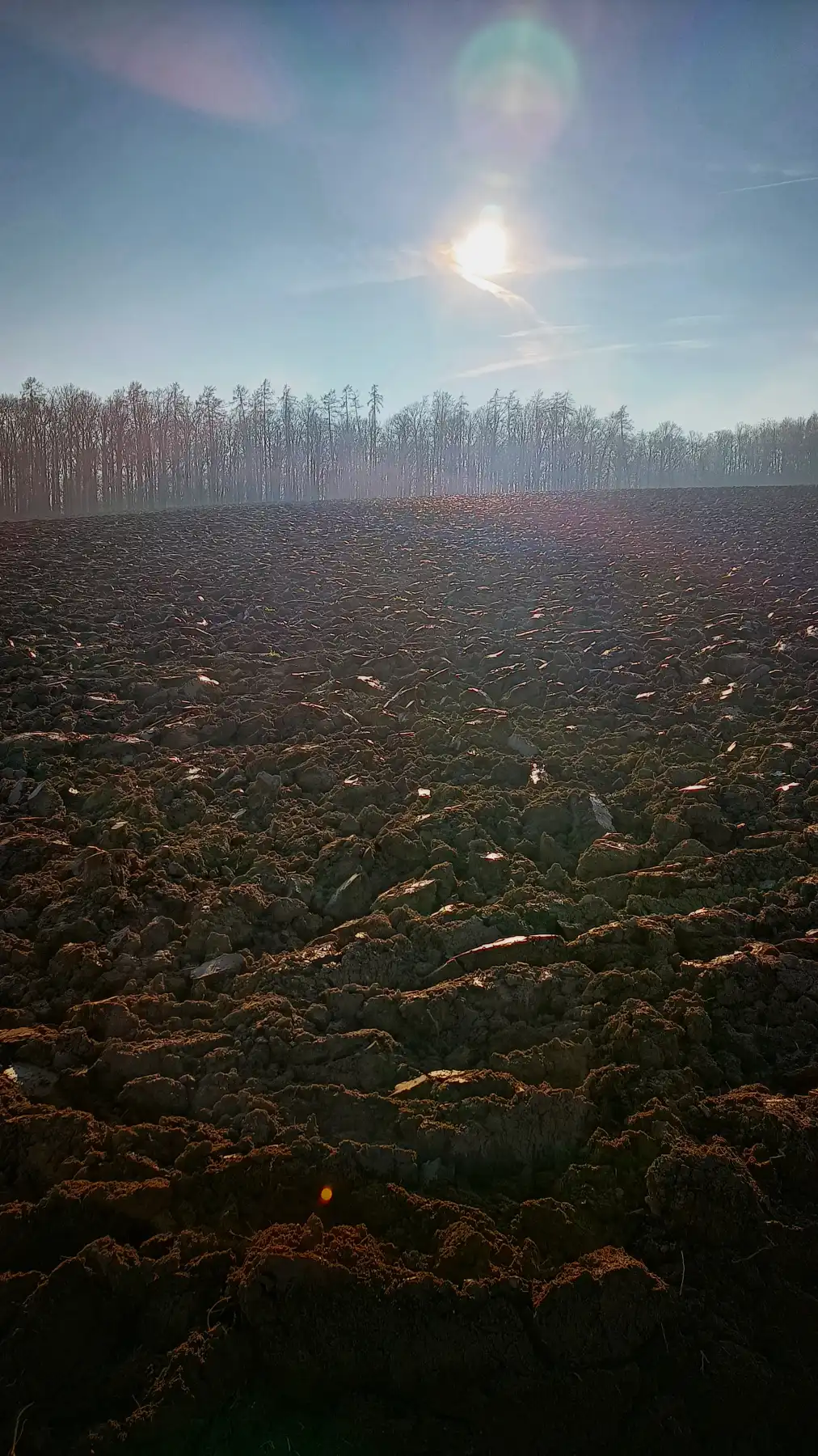 Sonniges Feld mit umgepflügter Erde und Baumreihen im Hintergrund