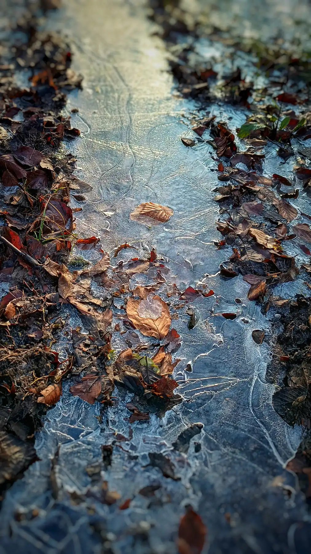 Gefrorene Pfütze mit Herbstlaub