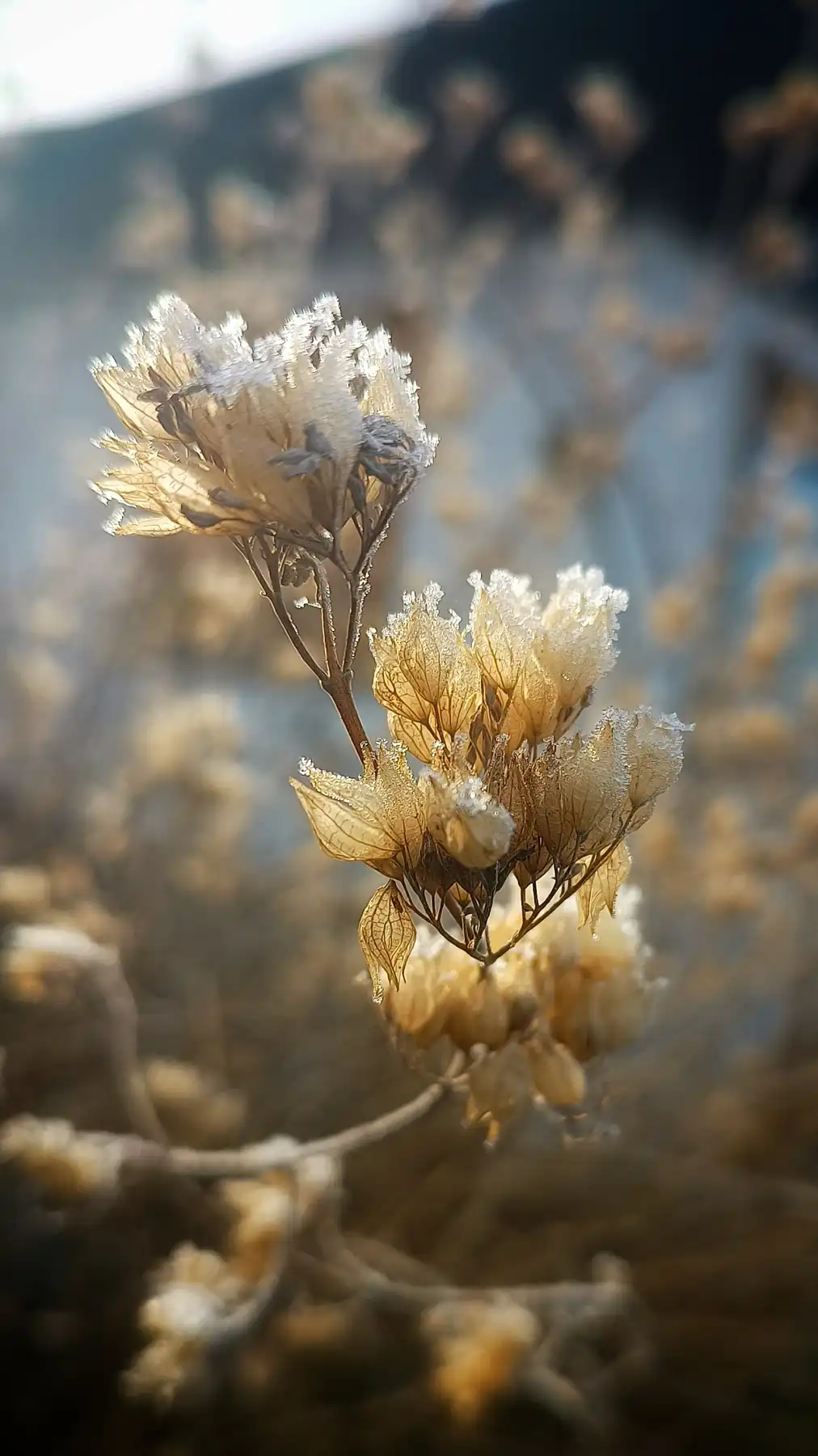 gefrorene Blumen im Feld