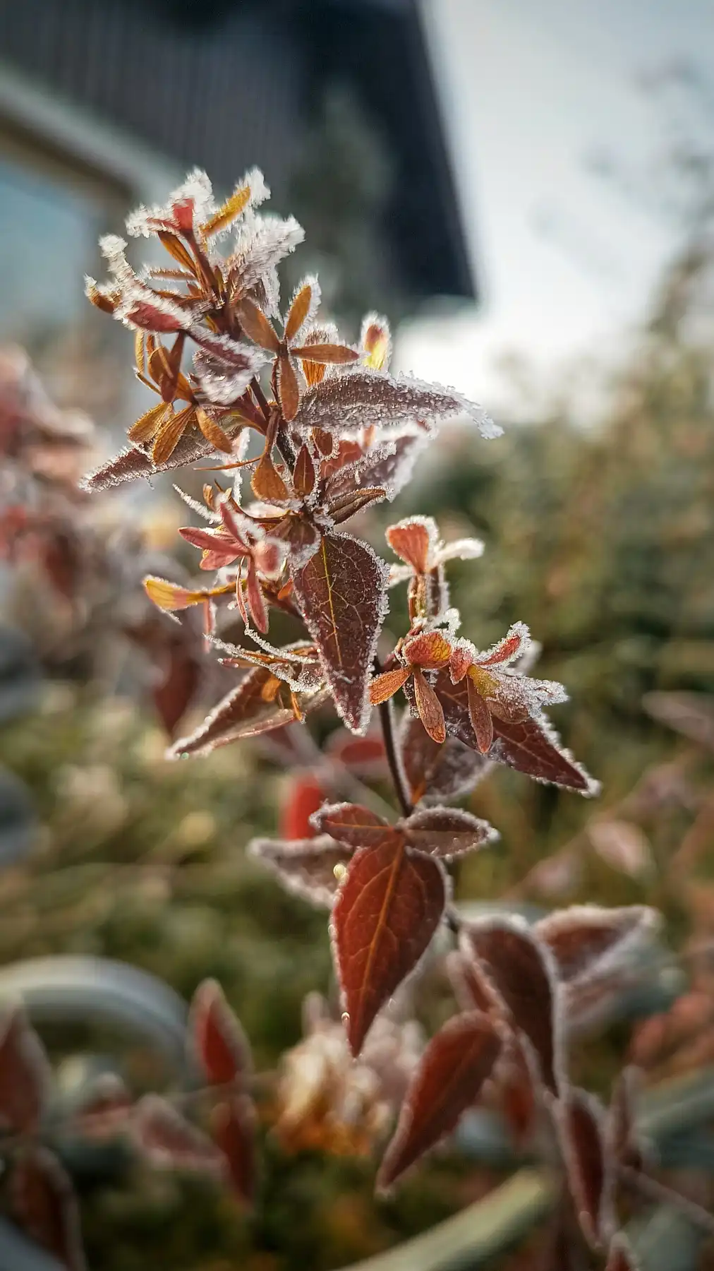 Frostbedeckte rote Blätter