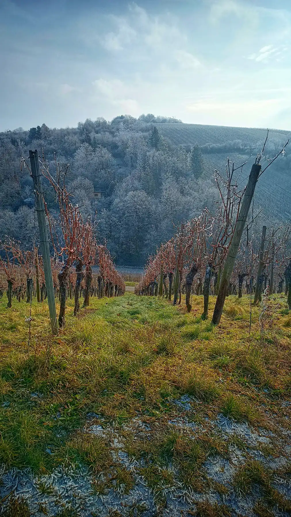 Winterlicher Weinberg mit Frost