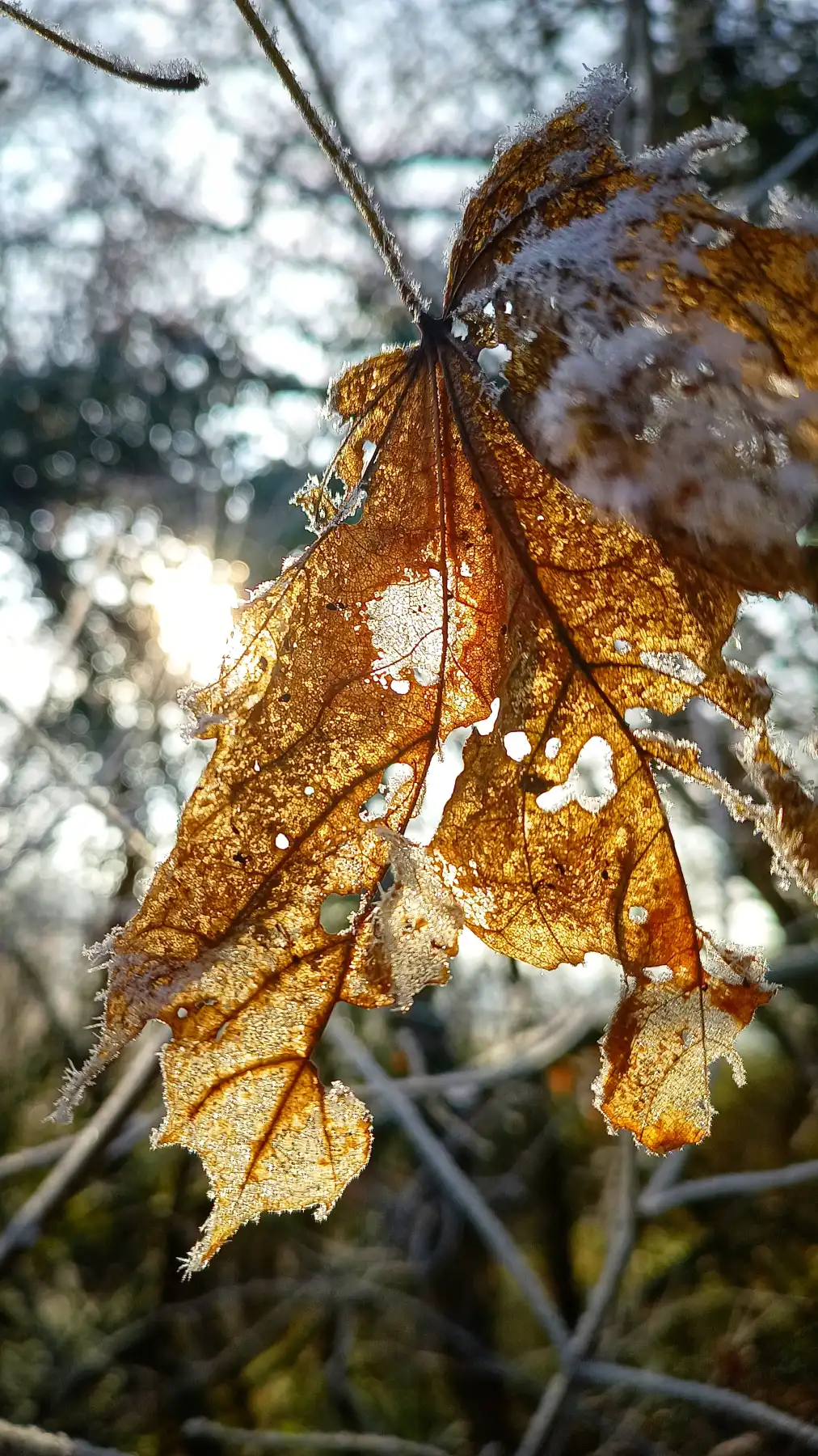 Frostige Blätter im Winter