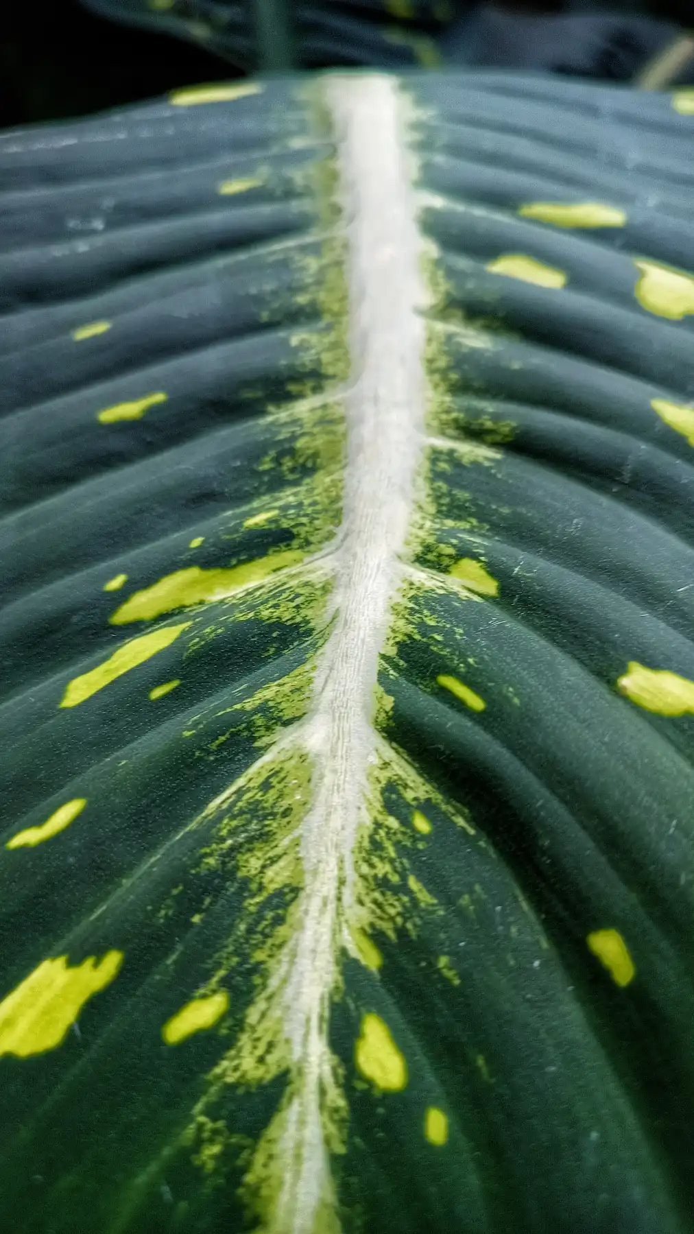 Buckelwal im Botanischen Garten