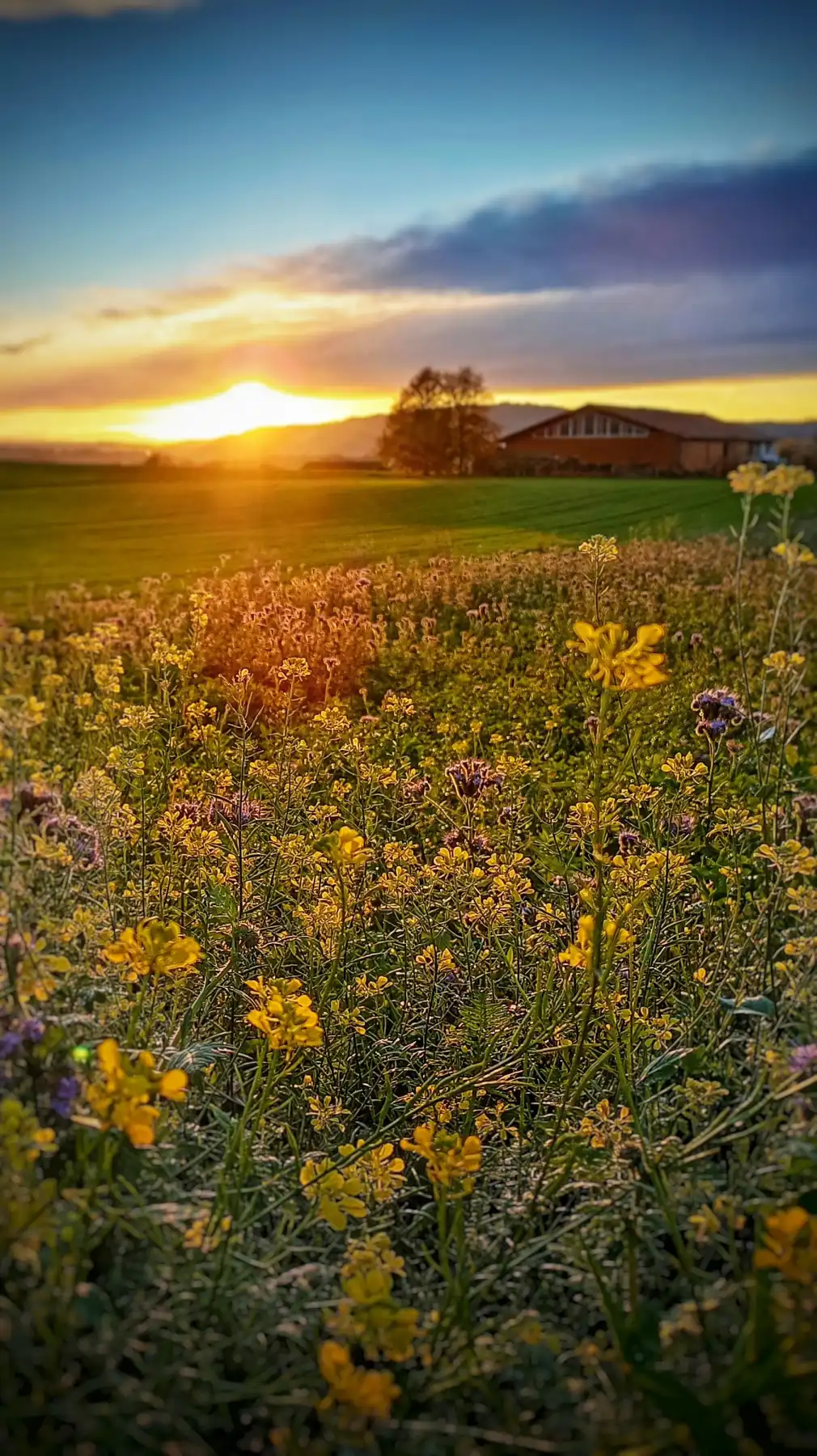 Der Sonnenuntergangsball im Feld der Blumen